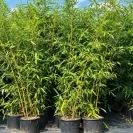 Bambusa phyllostachys 'Aurea' 150-175cm