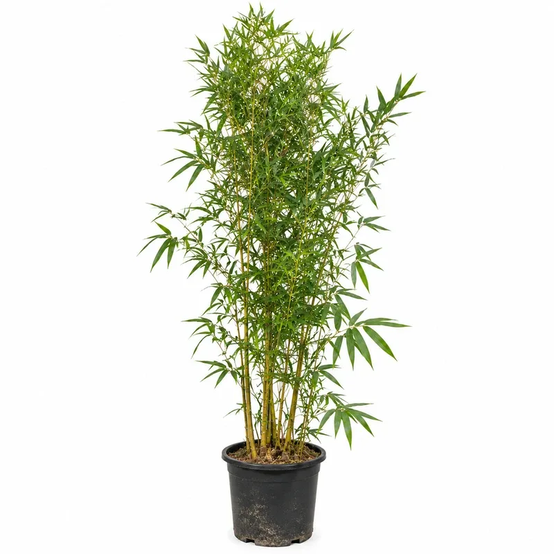 Bambusa phyllostachys 'Aurea' 150-175cm
