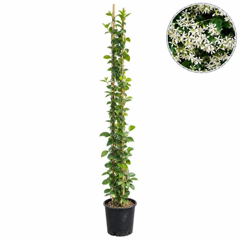 Жасмин звездовиден 160-180см / Trachelospermum (Rhynchospermum) jasminoides