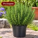 Подправки, различни видове 15-20см