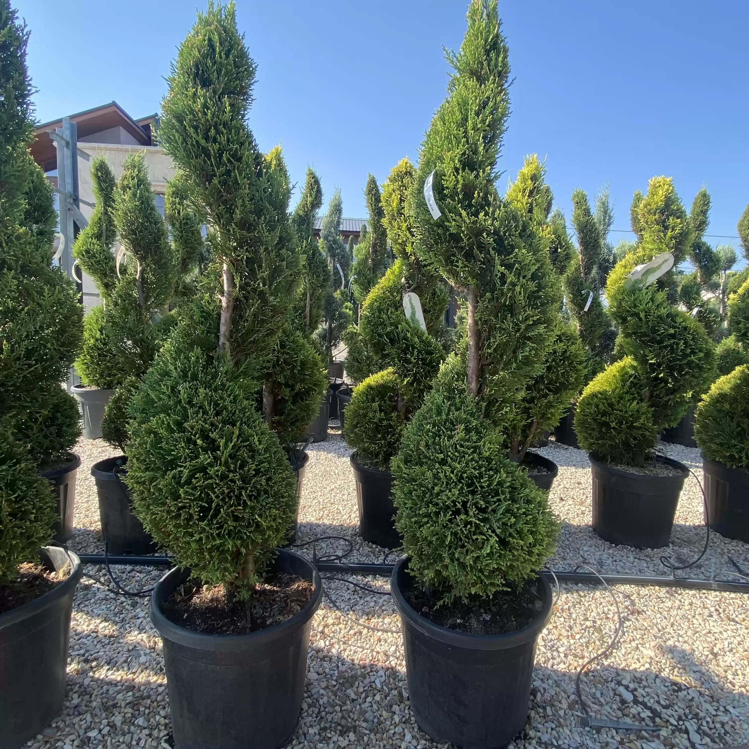 Cupressocyparis leylandii 'Vito' Spiral 100cm