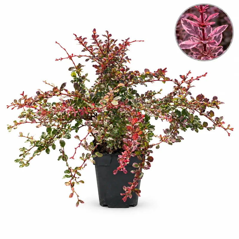 Берберис 20-25см / Berberis thunbergii 'Harlequin'