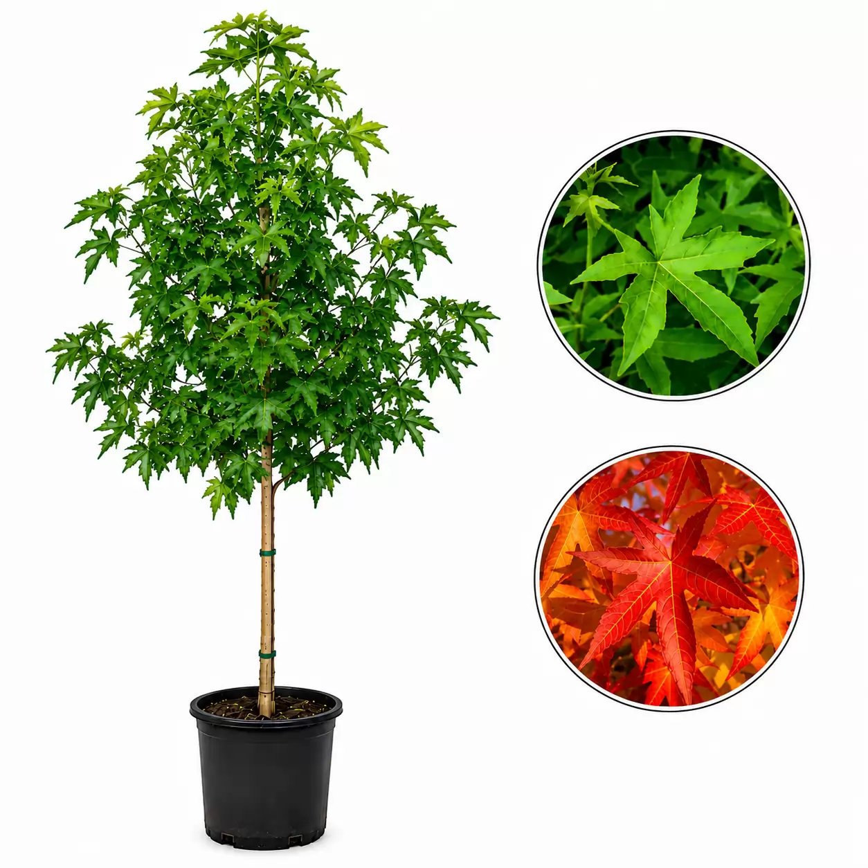 Ликвидамбър 200-250см / Liquidambar styraciflua 'Worplesdon'