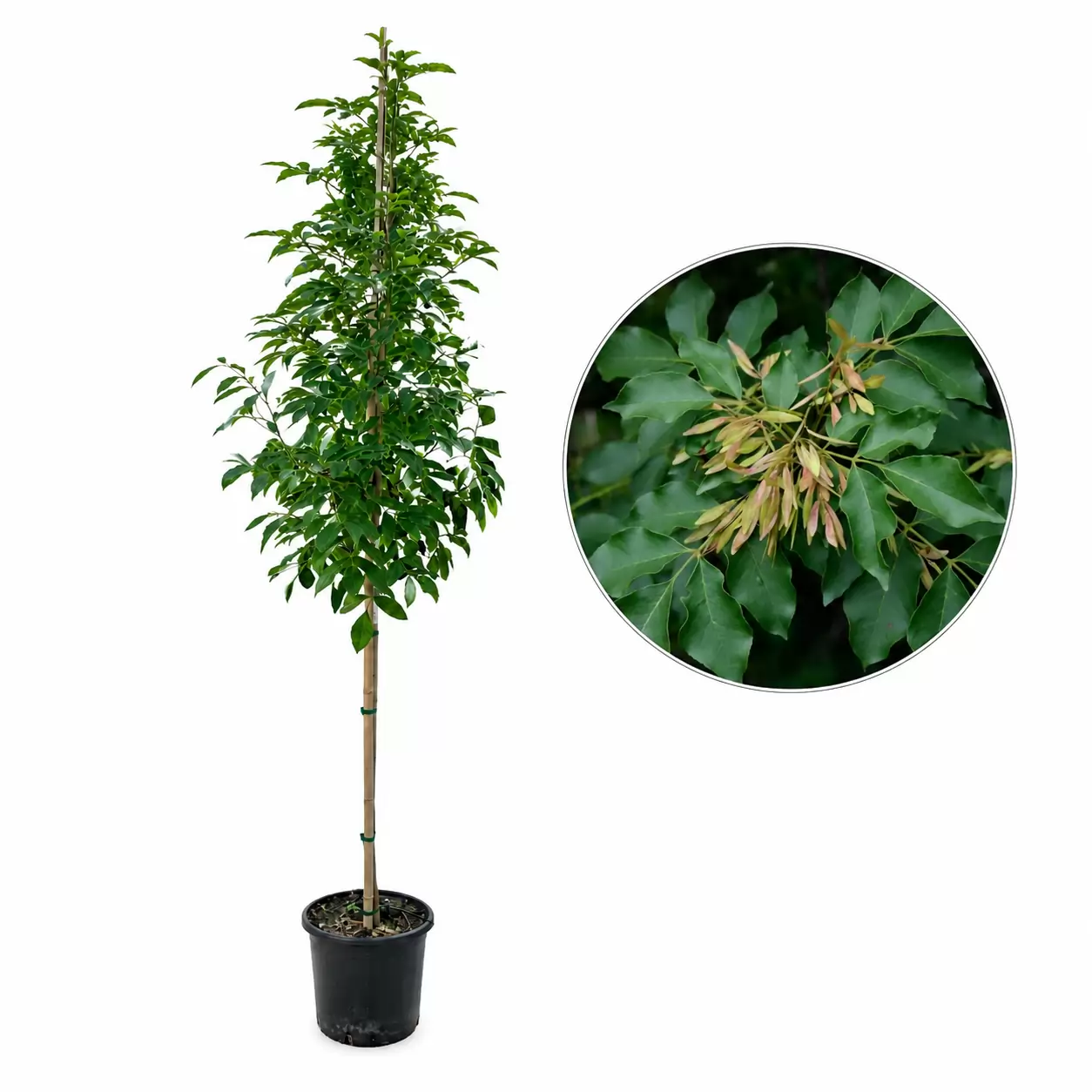 Fraxinus ornus 220-250cm