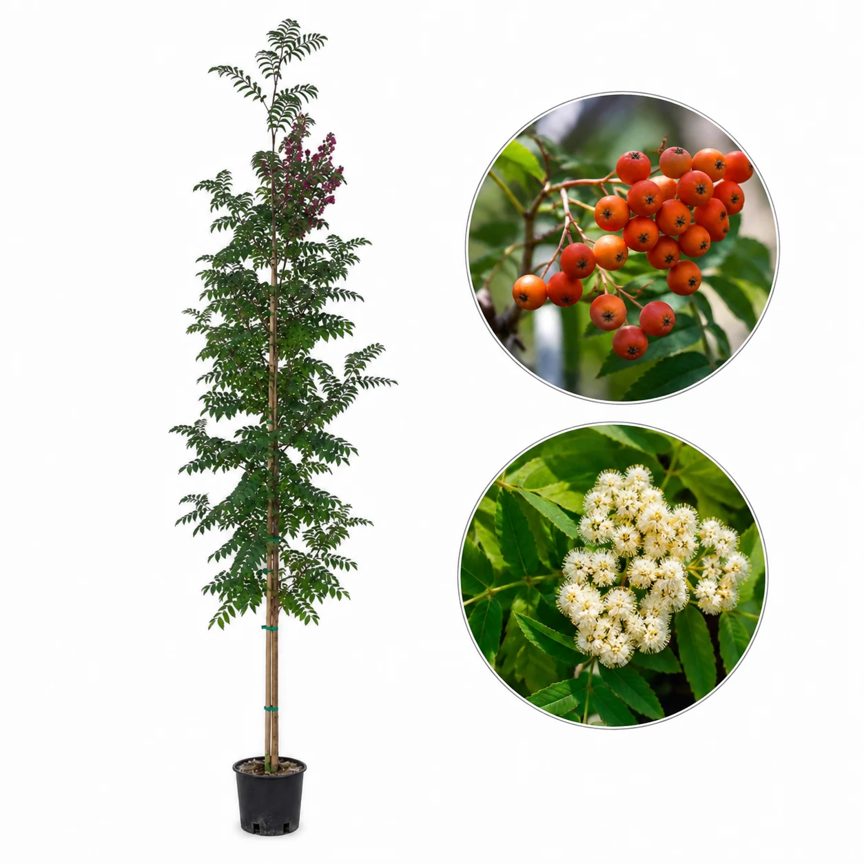 Офика 200-250см / Sorbus aucuparia