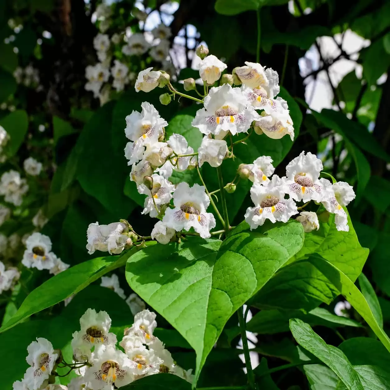 Catalpa bignonioides 220-250cm