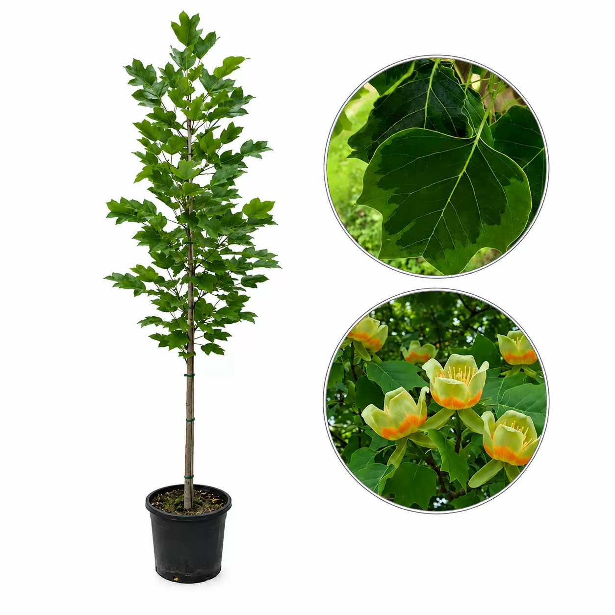 Лирово дърво (дърво лале) 220-250см / Liriodendron tulipifera