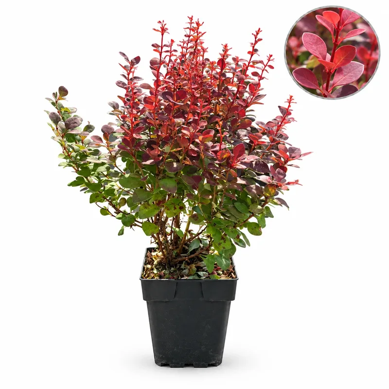 Берберис 25-30см / Berberis thunbergii 'Orange Rocket'