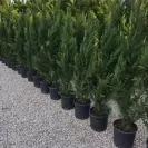 Cupressocyparis leylandii 'Pyramidalis' 130-150cm