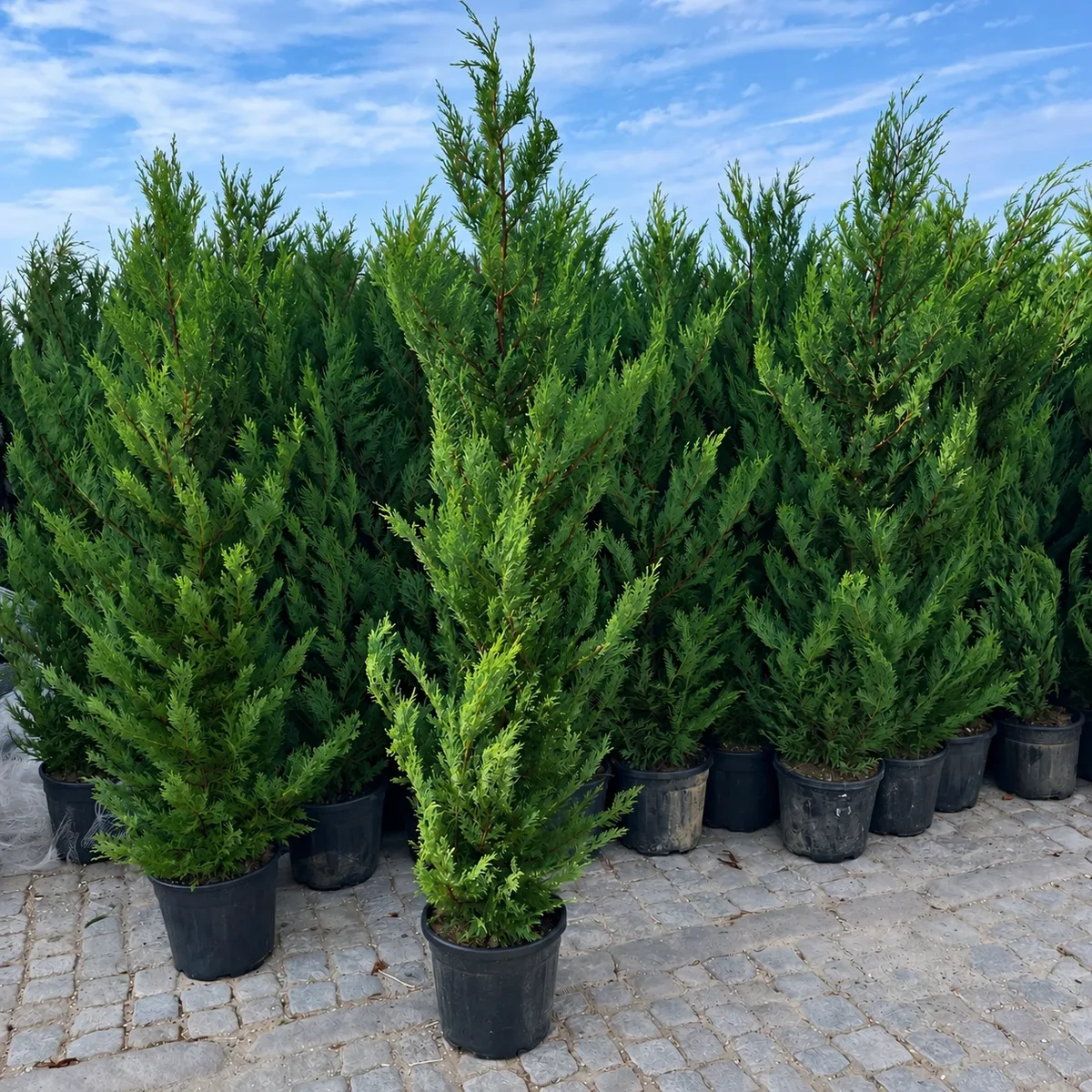 Cupressocyparis leylandii 'Vito' 160-180cm