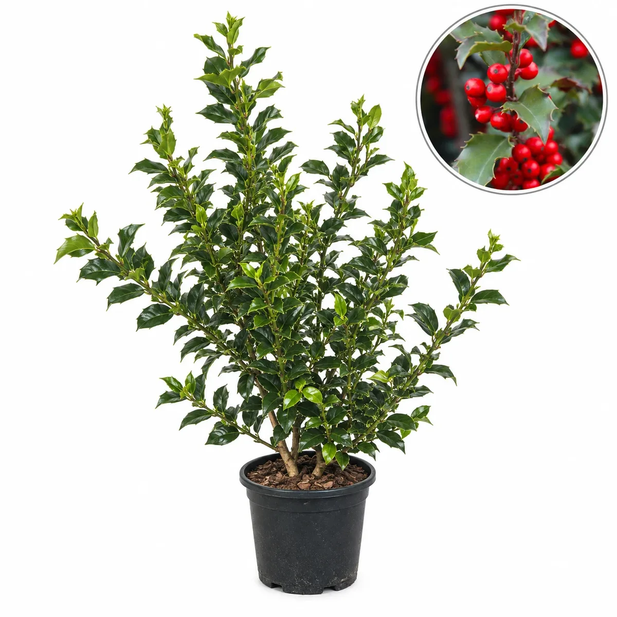 Илекс 90-100см / Ilex 'Nellie R. Stevens'