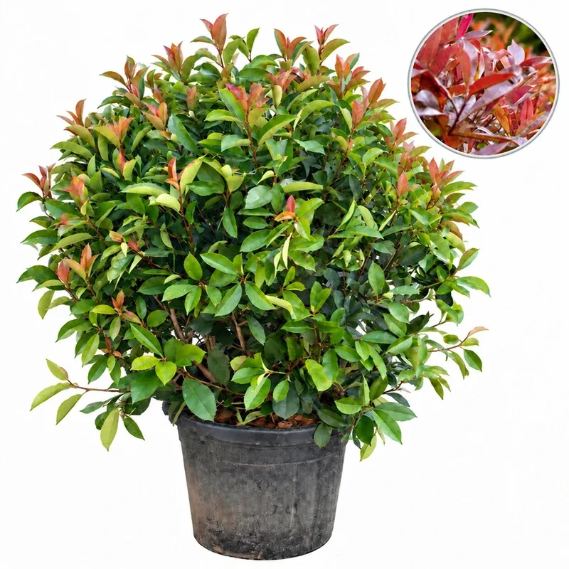 Фотиния Топка 60-80см / Photinia x fraseri 'Red Robin' Poll
