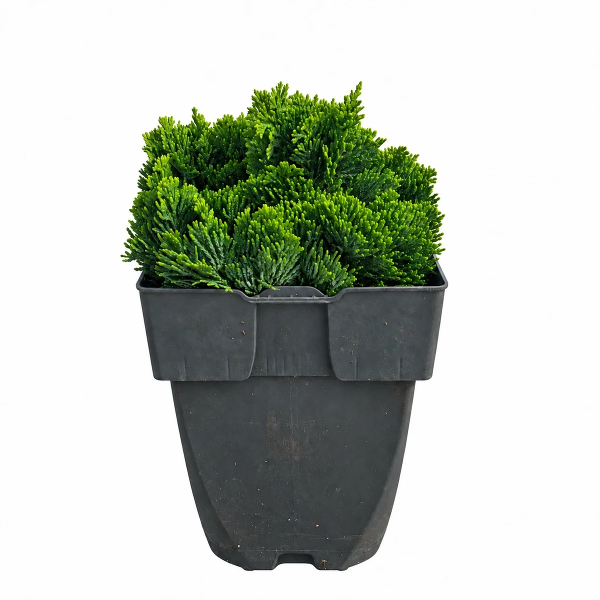 Лъжекипарис Джудже 20-25см / Chamaecyparis obtusa 'Nana Gracilis'