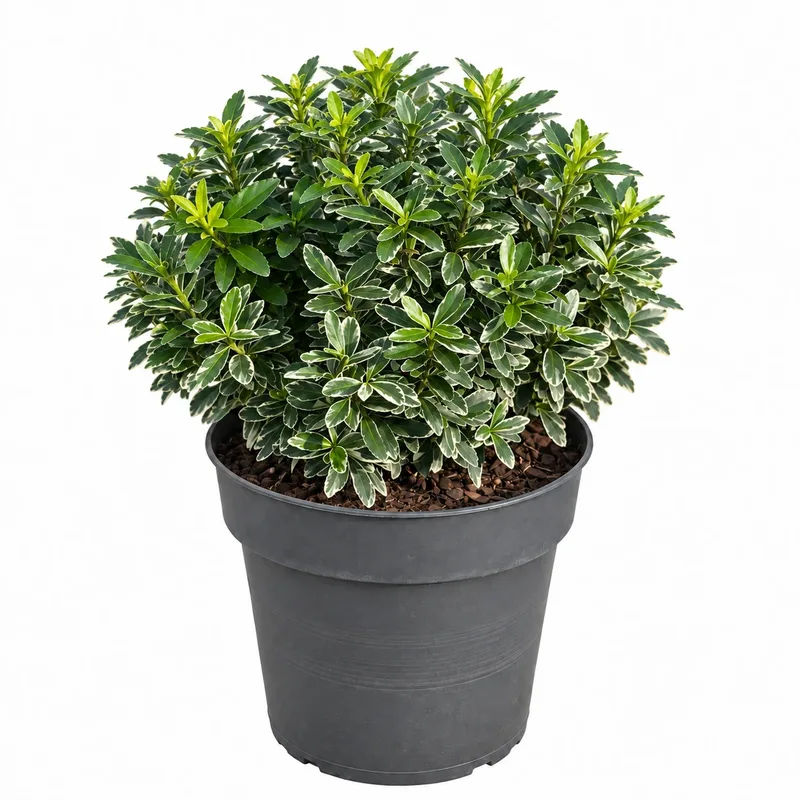 Чашкодрян японски пъстролистен 30-35см / Euonymus japonicus 'Microphyllus Albovariegatus'