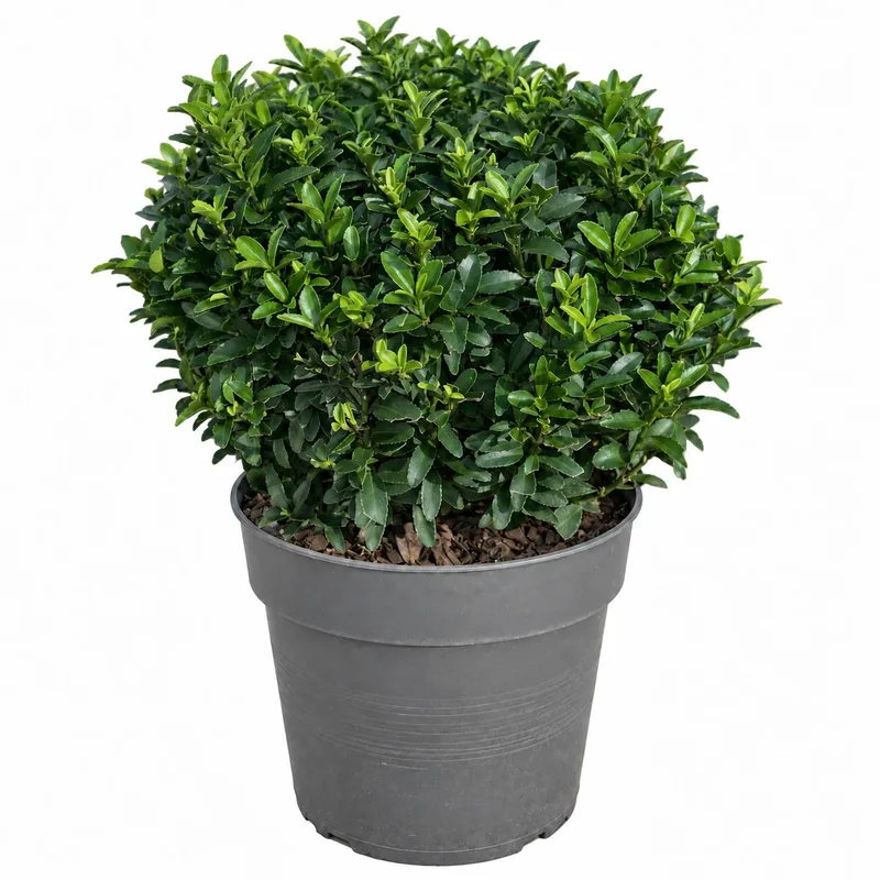 Чашкодрян японски 30-35см / Euonymus japonicus 'Microphyllus Pulchellus'