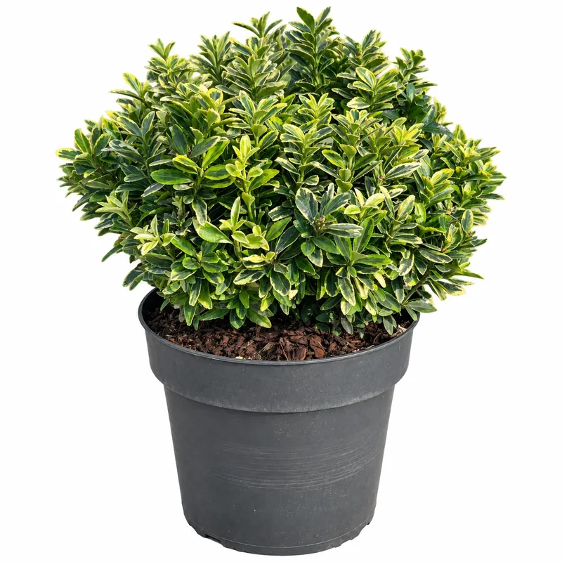 Чашкодрян японски 30-35см / Euonymus japonicus 'Microphyllus Aureovariegatus'