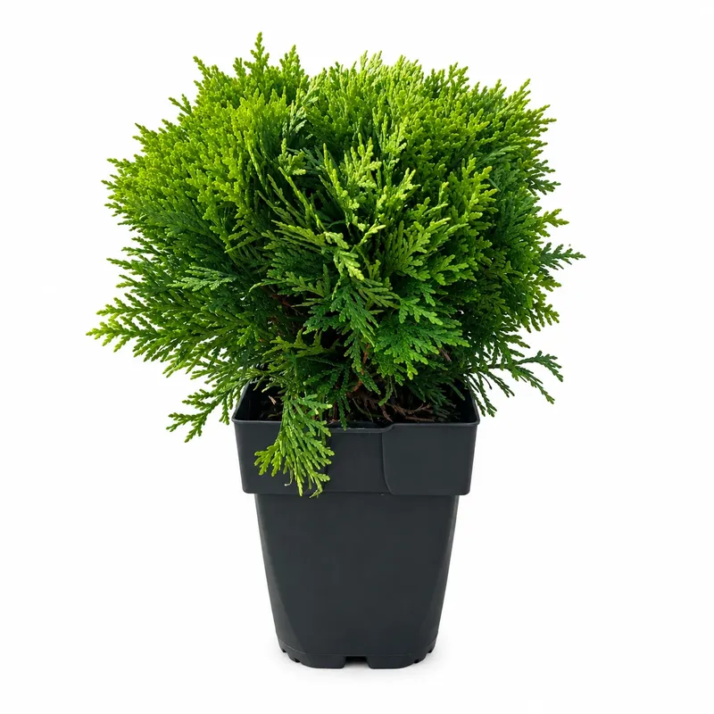 Thuja occ. "Danica" - 25/30cm