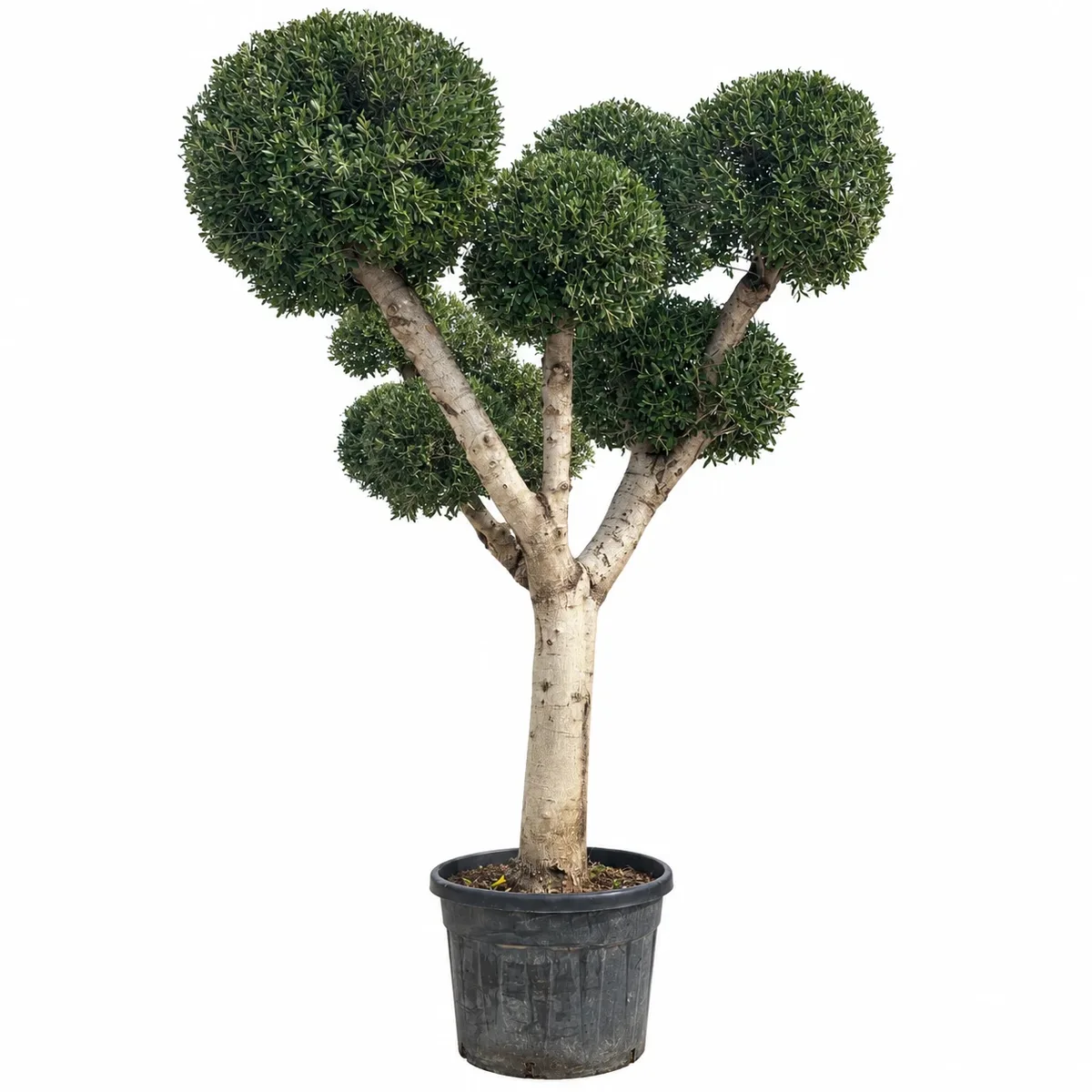 Маслина Бонсай 230-250см / Olea europaea Bonsai