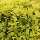 Берберис 20-25см / Berberis thunbergii 'Tiny Gold'