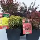Берберис 20-25см / Berberis thunbergii 'Tiny Gold'