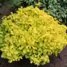 Берберис 20-25см / Berberis thunbergii 'Tiny Gold'