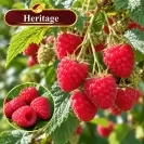 Малина 100-120см, различни сортове / Rubus idaeus