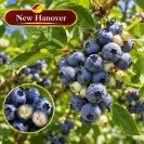 Американска боровинка 100-125см, различни сортове / Vaccinium corymbosum