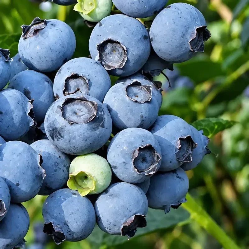 Американска боровинка 100-125см, различни сортове / Vaccinium corymbosum