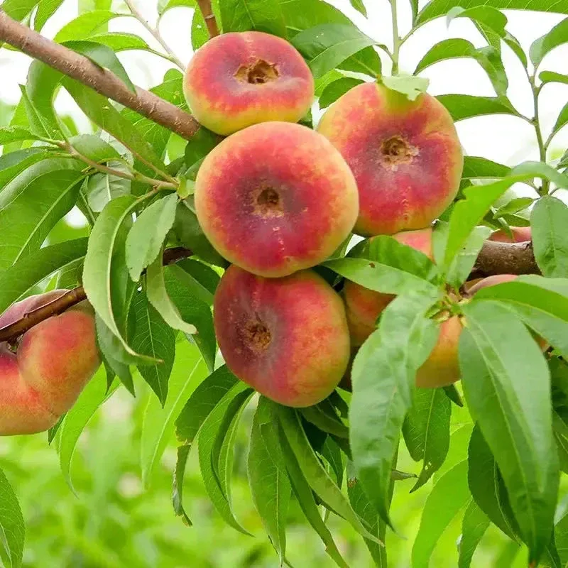 Prunus persica ‘Platycarpa’ 150-175cm