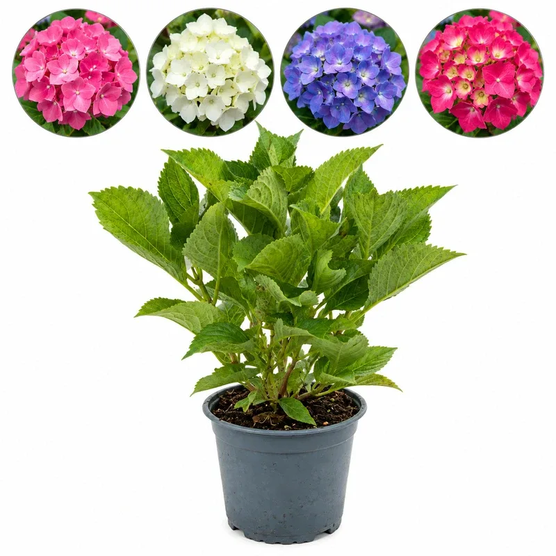 Хортензия 30-40см, различни цветове / Hydrangea macrophylla