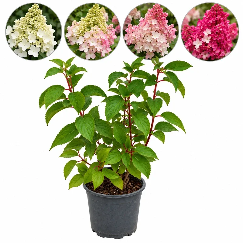 Хортензия метличеста 30-40см, различни цветове / Hydrangea paniculata