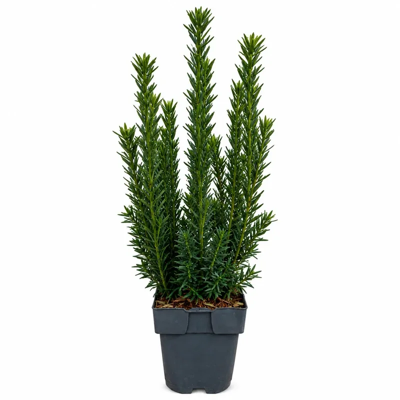 Тис 40-50см / Taxus media "Hillii"