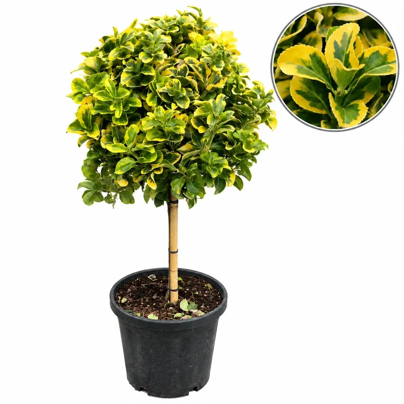 Euonymus japonica 'Aurea' 30-40cm