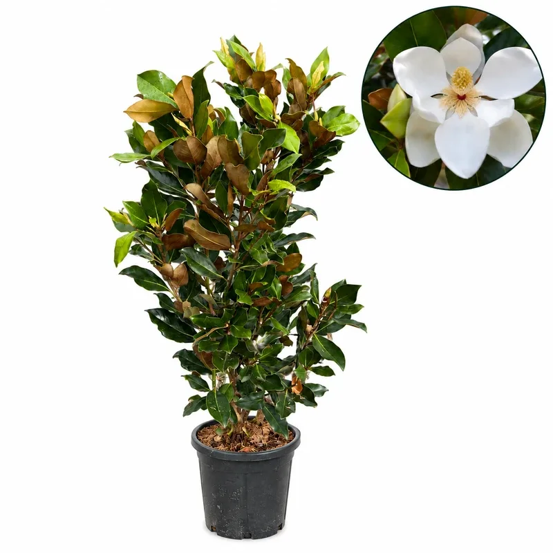 Magnolia grandiflora 'Little Gem' 100-120cm