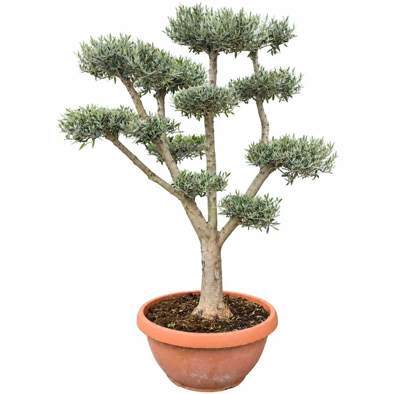 Olea europaea Bonsai - 180/200cm