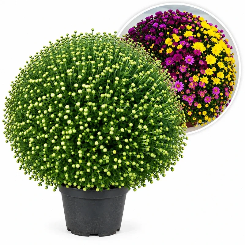 Chrysanthemum multiflora 'Trixi' 35-40cm