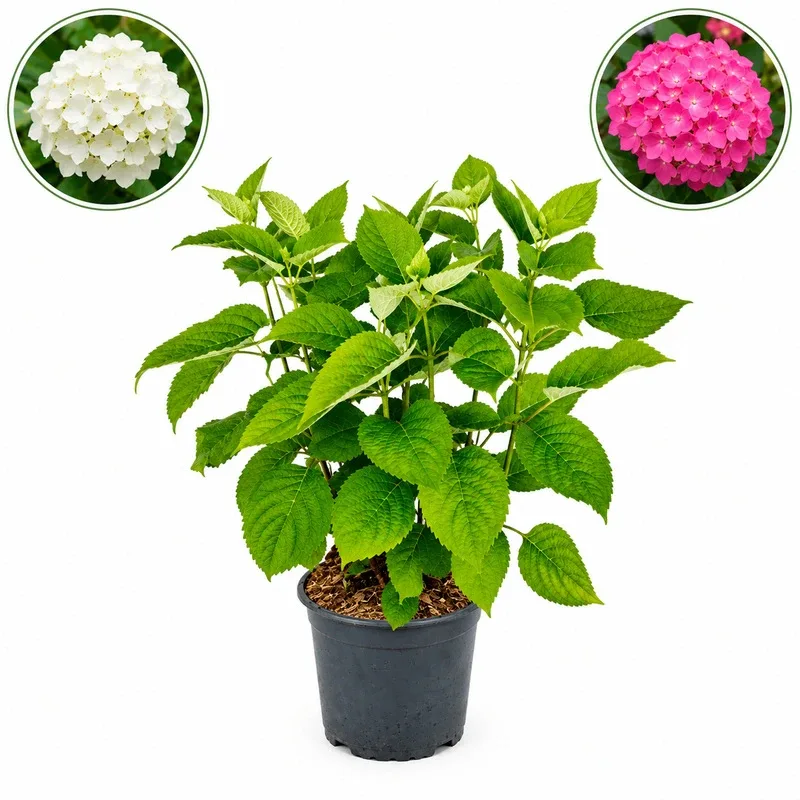 Хортензия дървовидна 30-40см, различни цветове / Hydrangea arborescens 'Annabelle'