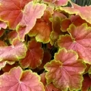 Хойхера селектирани сортове 10-15см / Heuchera Special Mix