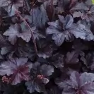 Хойхера селектирани сортове 10-15см / Heuchera Special Mix