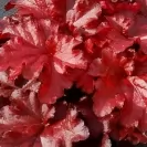 Хойхера селектирани сортове 10-15см / Heuchera Special Mix