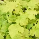 Хойхера селектирани сортове 10-15см / Heuchera Special Mix