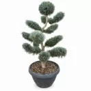 Cupressus arizonica 'Fastigiata' Bonsai 150cm