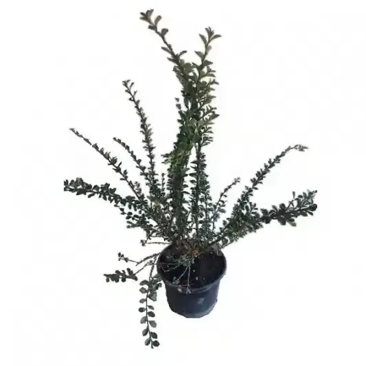 Cotoneaster horizontalis 40-50cm
