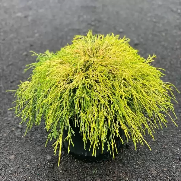 Chamaecyparis pisifera 'Filifera Aurea Nana' 20-25cm