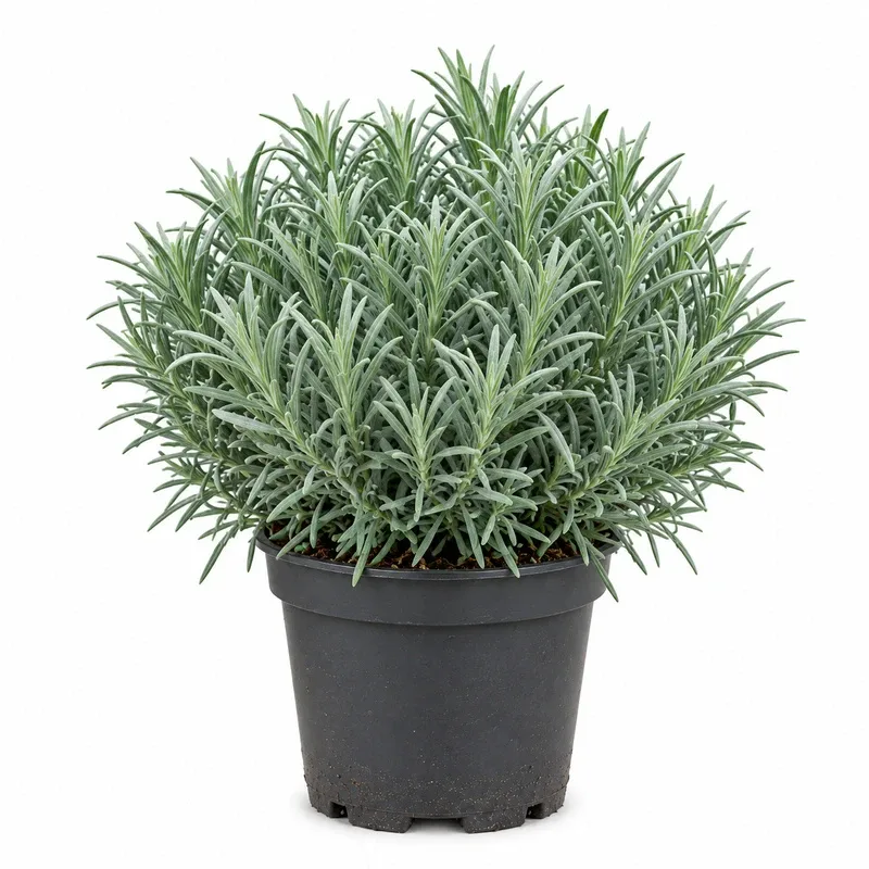 Лавандула 'Phenomenal'  Топка 30-35см / Lavandula × intermedia 'Phenomenal'  Poll