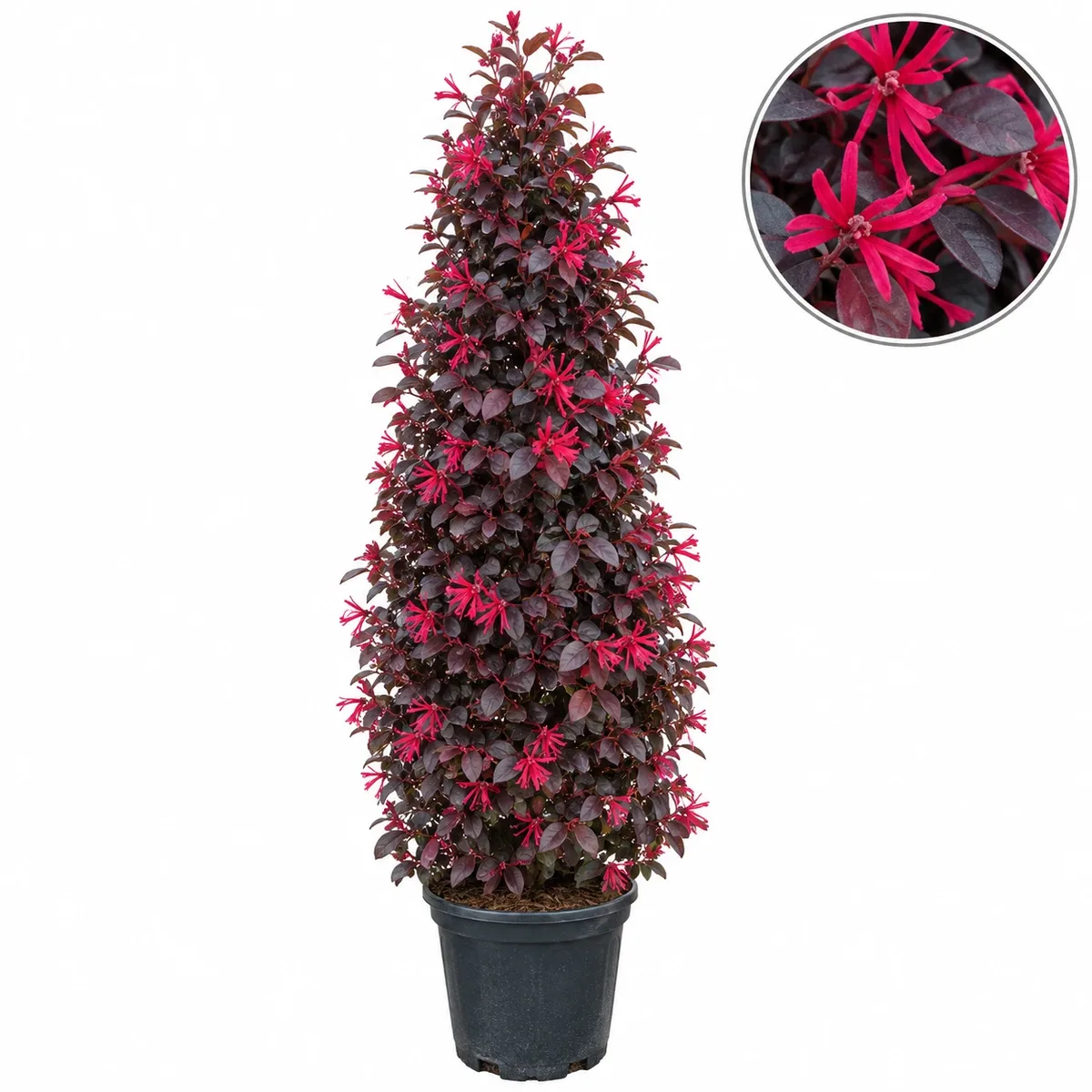 Loropetalum chinense 'Black Pearl' Cono 120-140cm