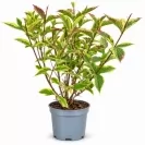 Weigela florida Sorten Mix 30-40cm