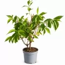 Weigela florida Sorten Mix 30-40cm