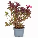 Weigela florida Sorten Mix 30-40cm