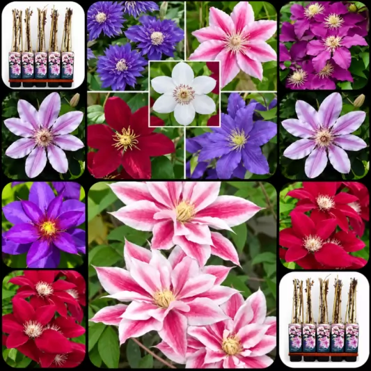 Clematis hybrida 80-100cm